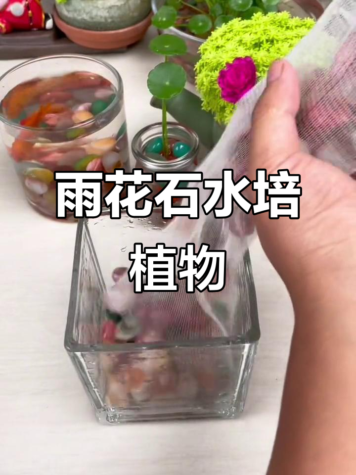 雨花石与水草造景,打造美丽鱼缸景观