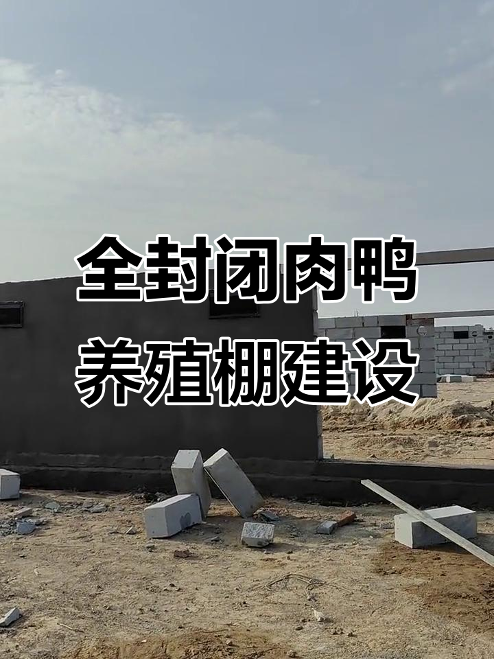 80米长17米宽全封闭肉鸭养殖棚建造中,新型大棚助力高效养殖