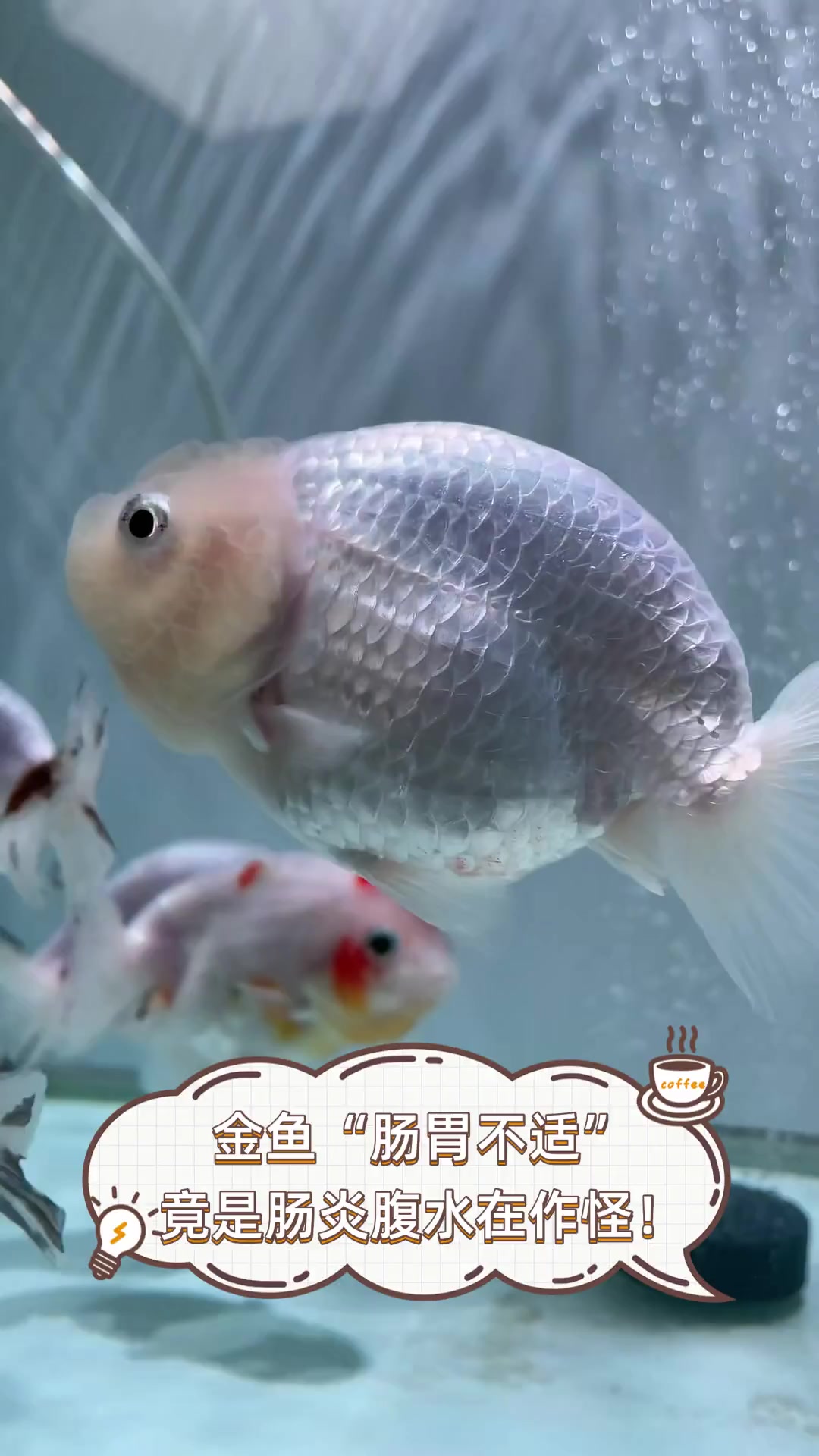 金鱼“肠胃不适”,竟是肠炎腹水在作怪!