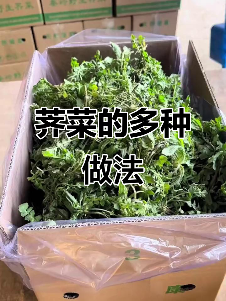 荠菜包饺子、蒸包子,凉拌炒菜样样行