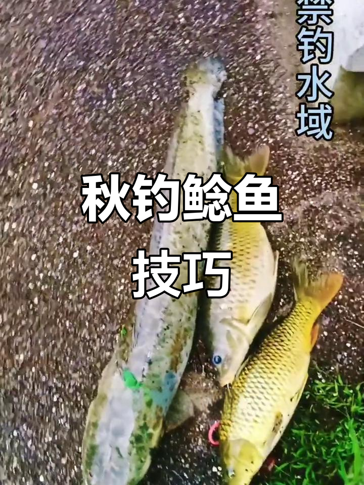秋季钓鲶鱼,选深水、水流缓慢处最佳
