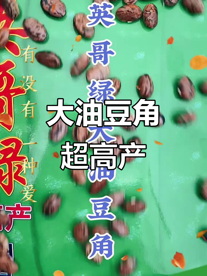 东北大油豆角,结得多又好吃,速冻豆角甲宽肉厚