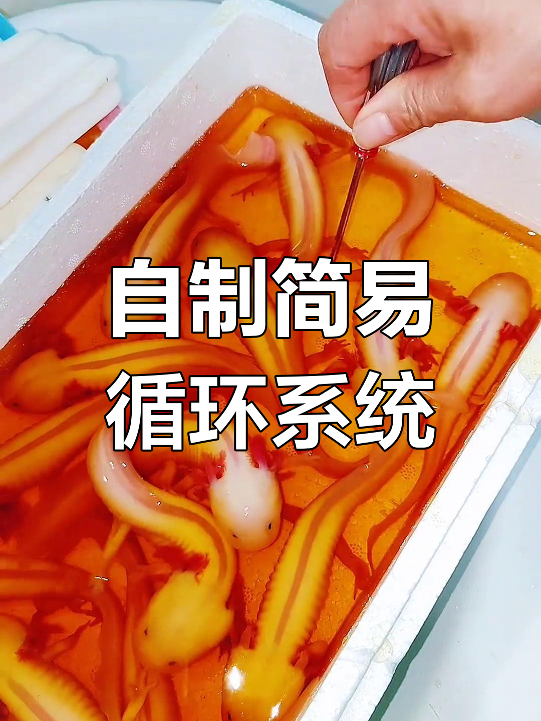 两天不换水,鱼缸变黑?教你一个简单循环系统解决难题
