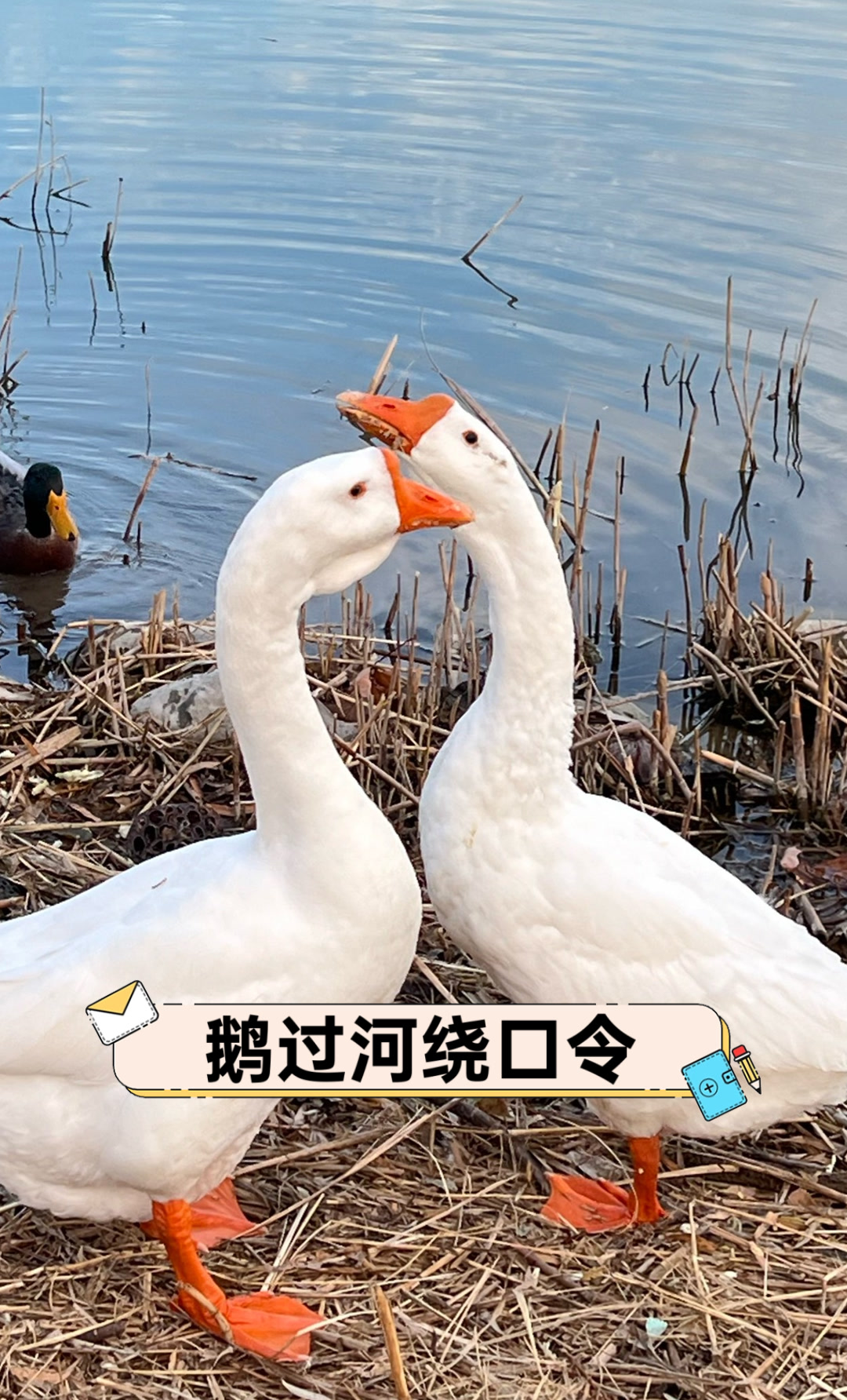 鹅过河绕口令