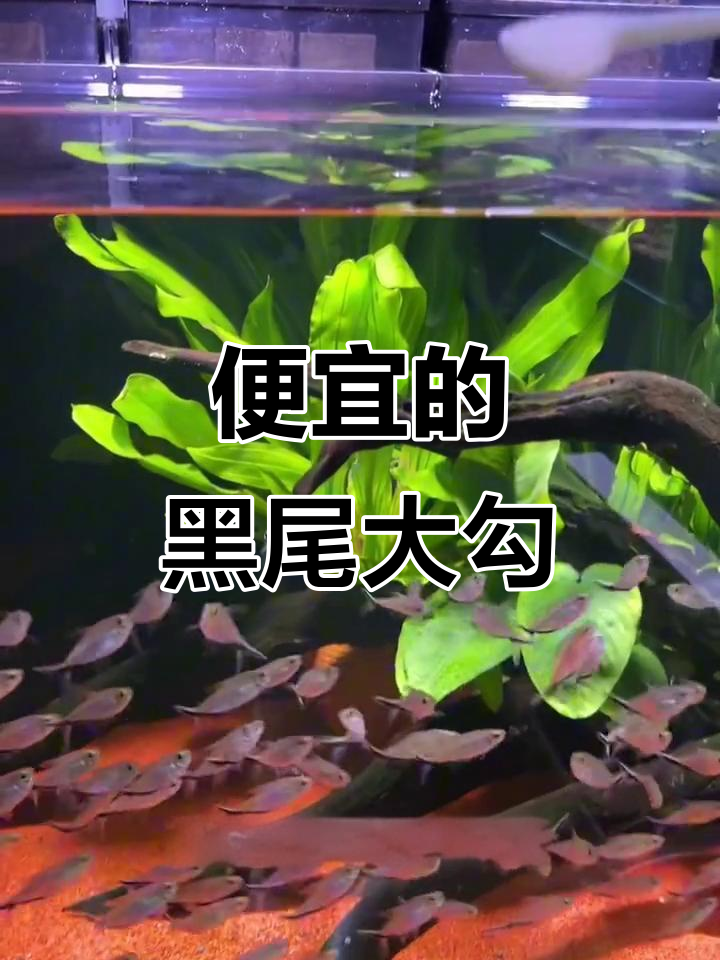 黑尾大勾群游观赏鱼,互动性强又好养