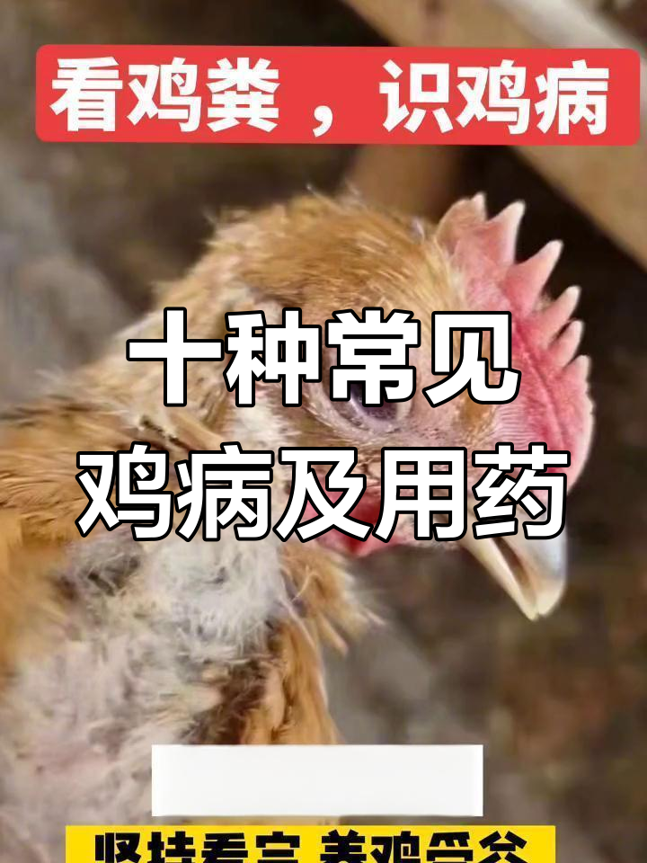 常见鸡病症状与治疗方案大揭秘,帮你轻松应对各种问题