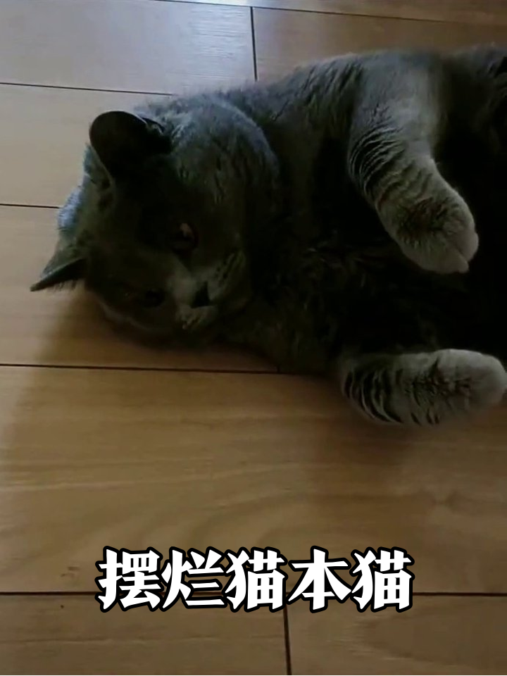 猫主子四脚朝天装无辜,被摸肚子秒变表情包笑翻