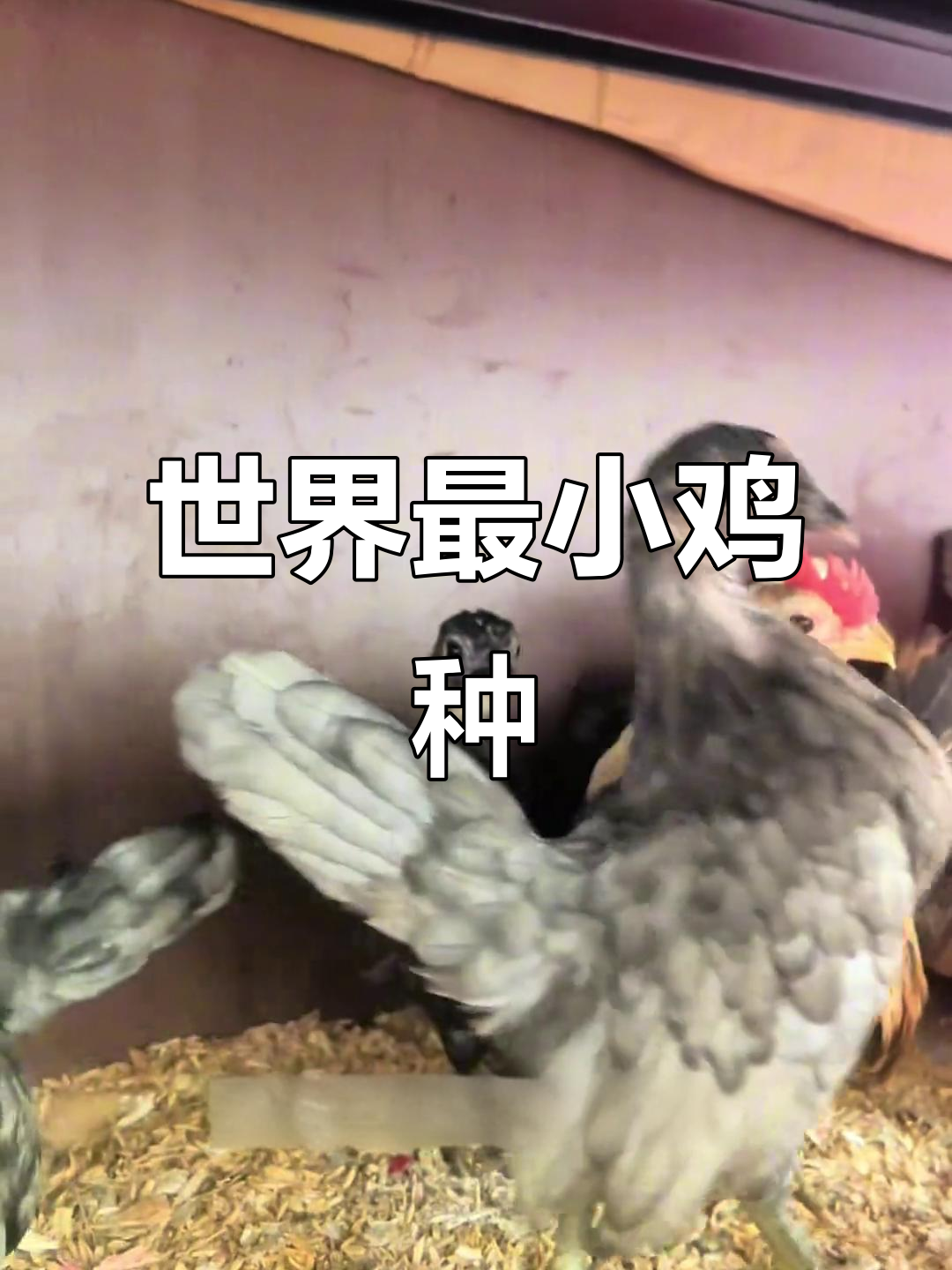 世界上最小的鸡,塞拉玛观赏鸡:迷你霸道总裁般的存在
