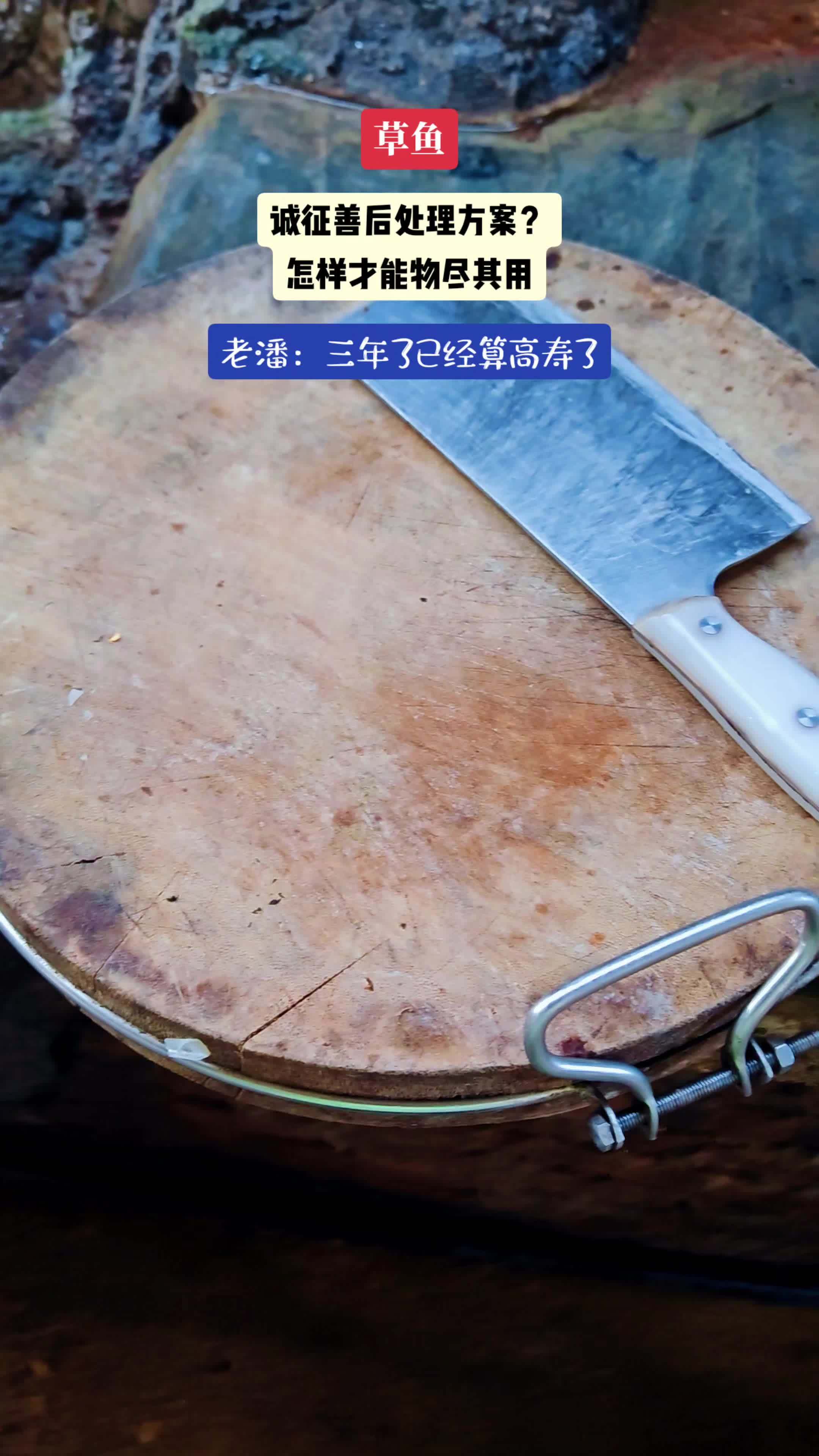 草鱼多刺，怎么处理才能到胃 以前觉得草鱼不怎么好吃，现在觉草鱼也还可以！说明一个问题，人和