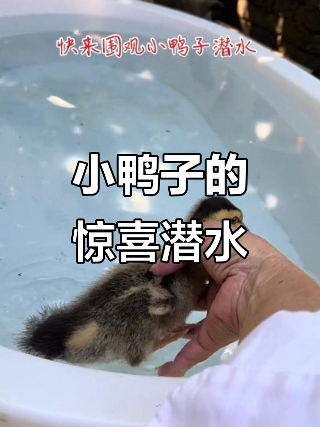 小鸭子意外潜入水中,游泳本领超乎想象!