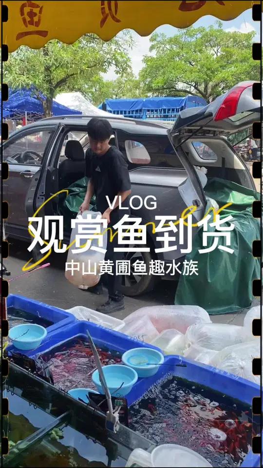 中山黄圃镇这家水族店每周都有新货到,各种宠物兔,宠物鸟还有各种各样的观赏鱼,琳琅满目的小鱼