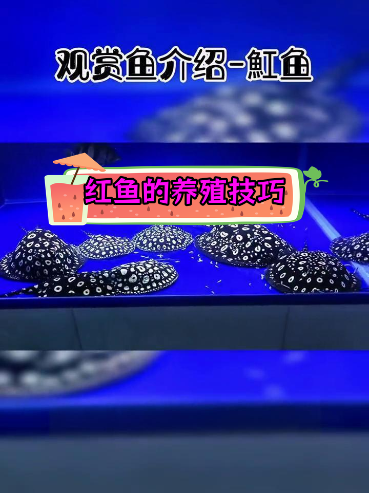 红鱼饲养全攻略:底栖肉食性鱼类