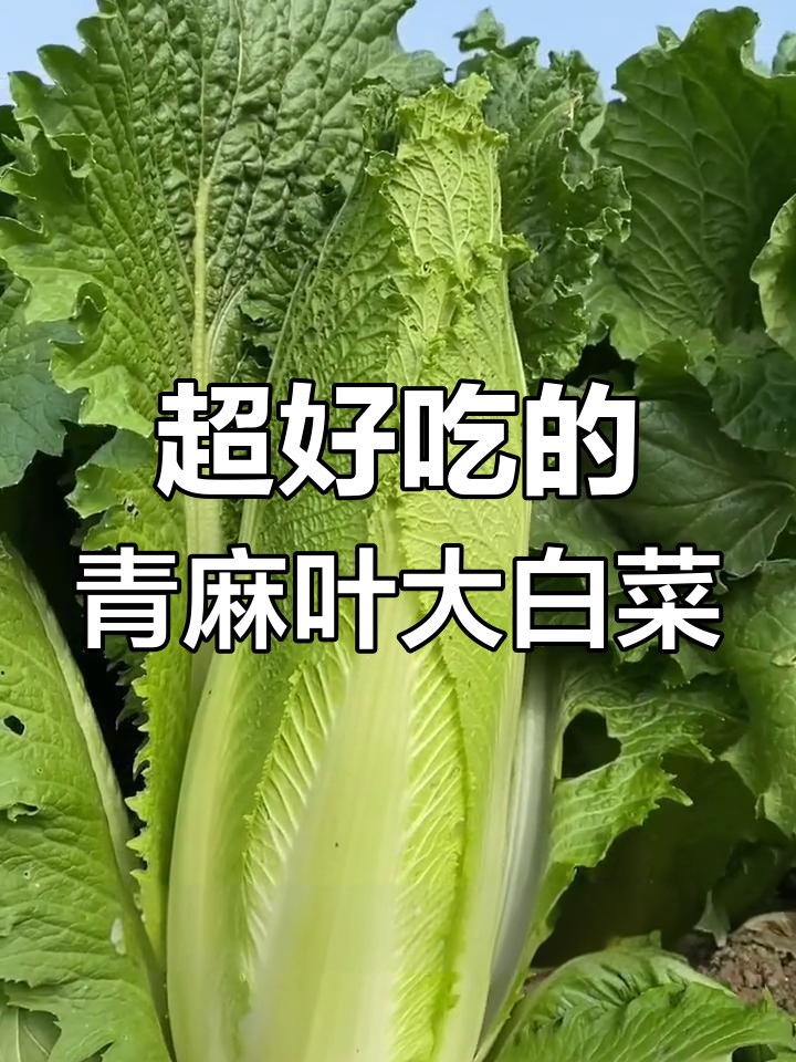 青麻叶大白菜,嫩脆又甜,火锅必备美味蔬菜
