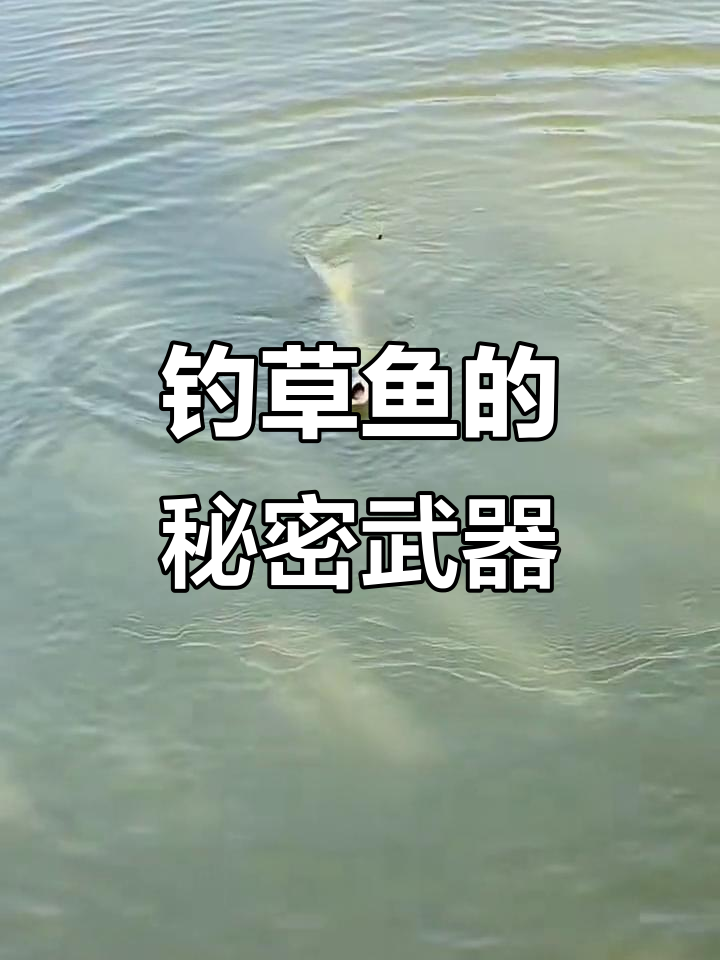 草鱼最爱黄瓜饵料，钓鱼必备秘招