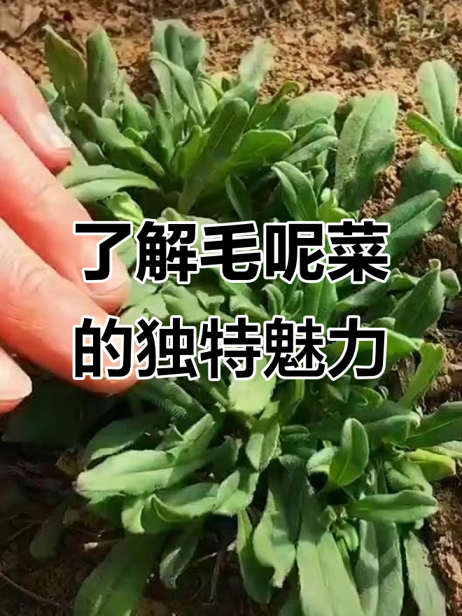 毛呢菜：一种药食同源的冬季美味野菜