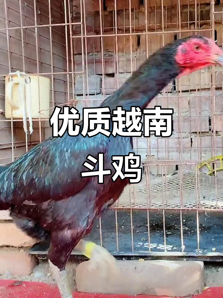 高质量越南斗鸡,双枪种母芽庄明血后代强势登场