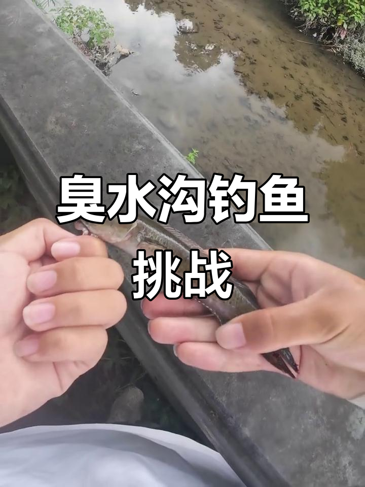广州臭水沟里的雷龙,轻松钓到观赏鱼