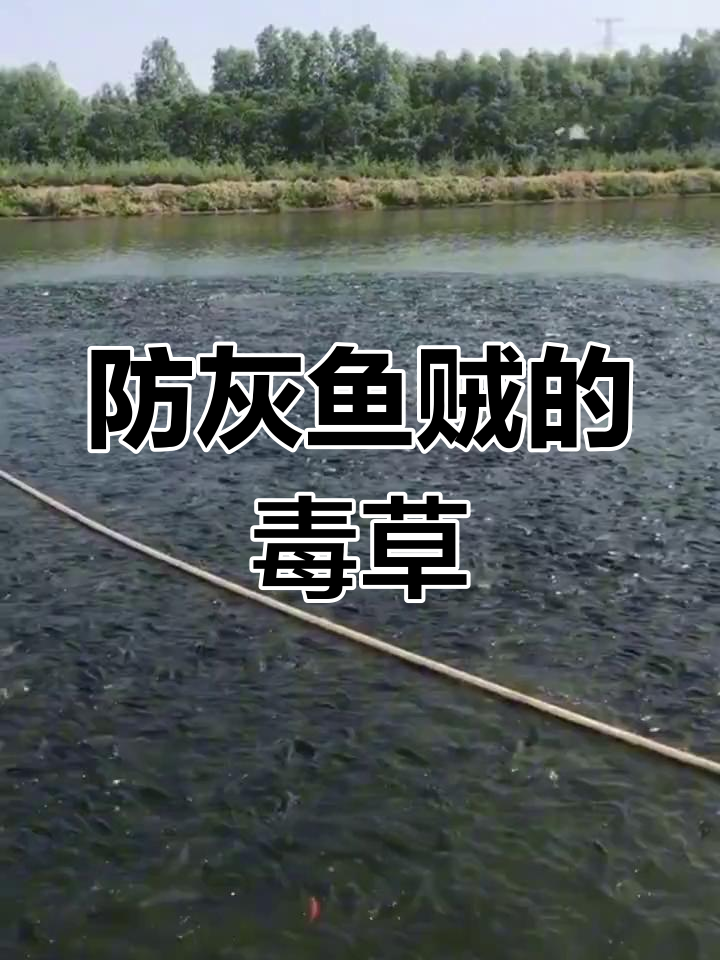 灰鱼贼毒草清单曝光,养殖户必看!