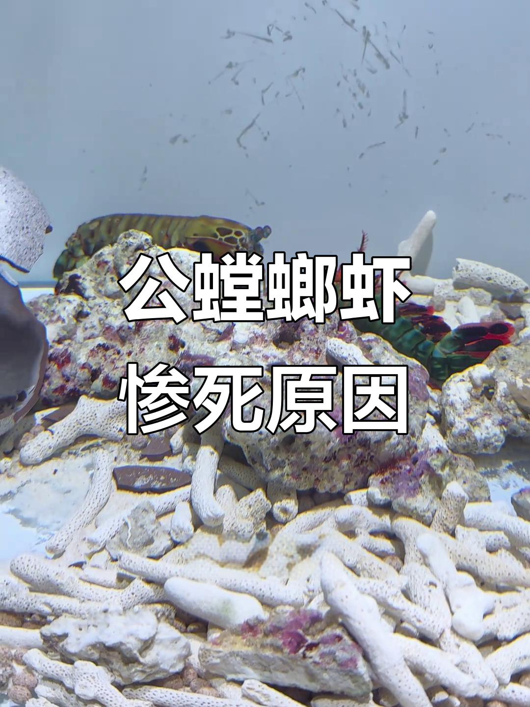 公螳螂虾被母螳螂虾“虐待”，眼神透露真相