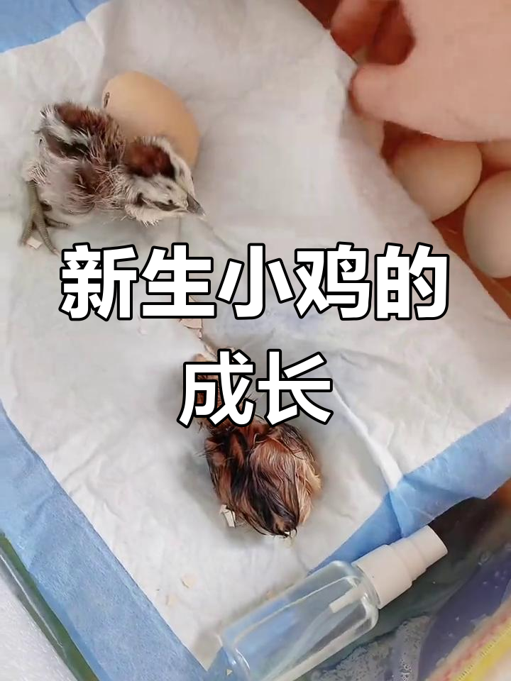 小鸡破壳全过程,刚出生的小生命太可爱了