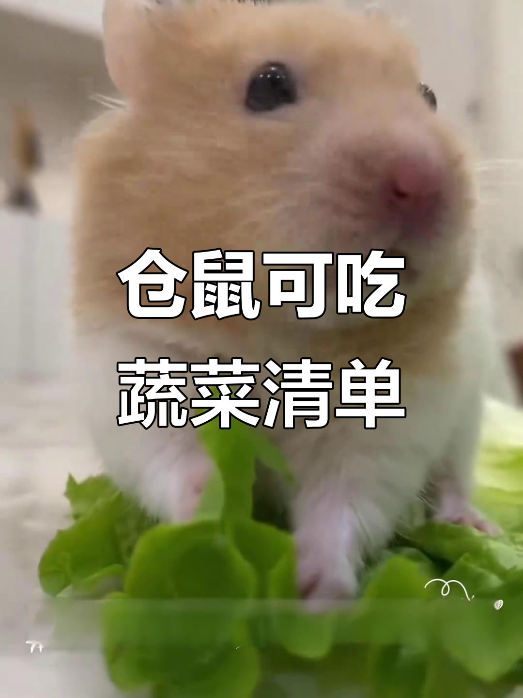 20种仓鼠能吃的蔬菜,健康又美味