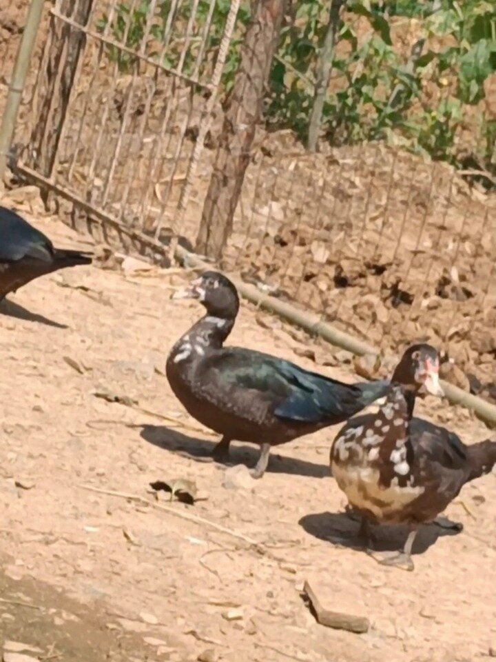 妈妈养的鸳鸯鸭