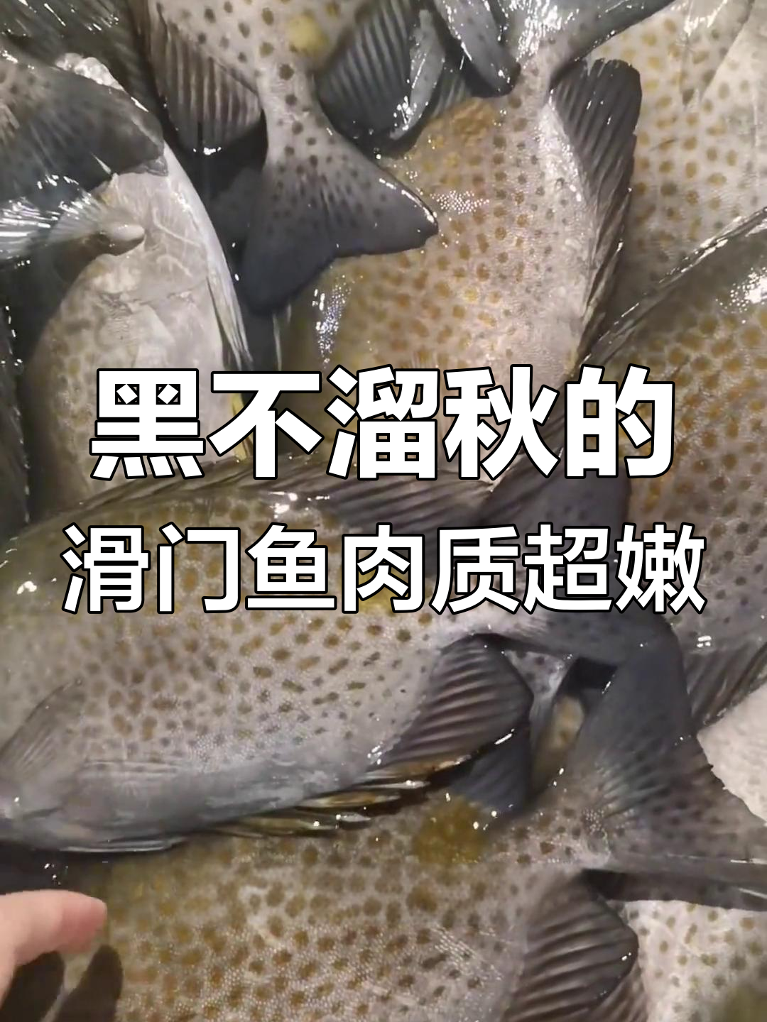 看似不起眼的黑滑门鱼,肉质鲜嫩无比,清蒸干煎红烧都美味