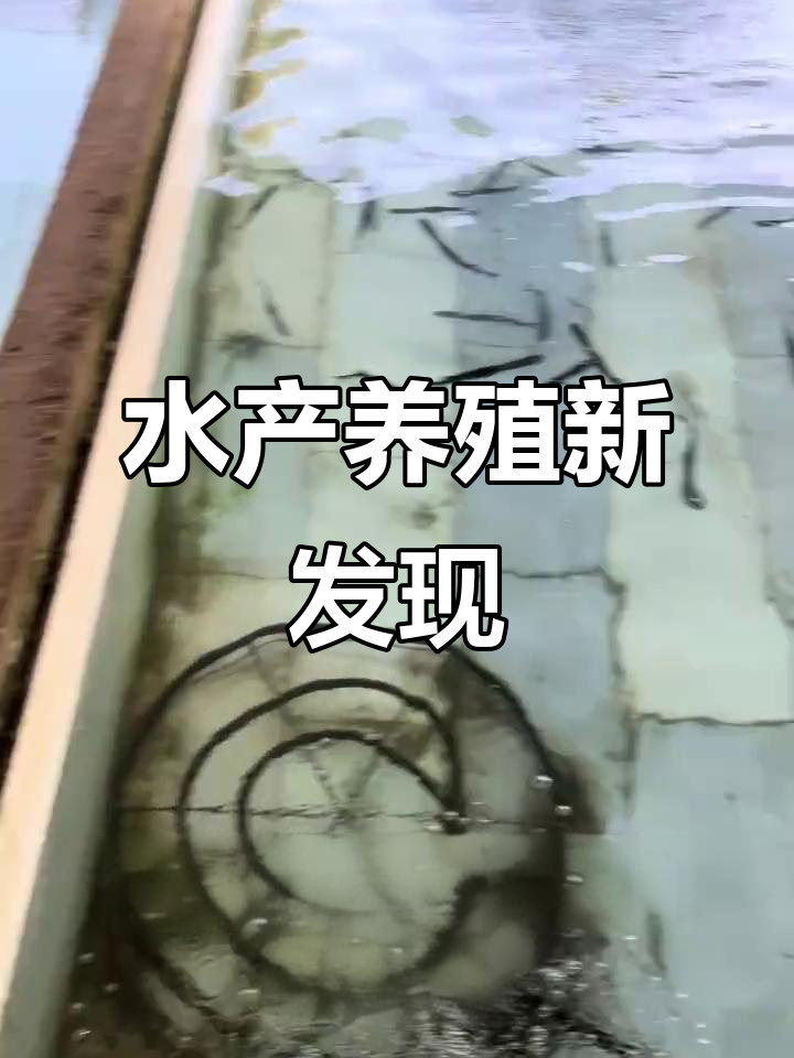 鸭嘴鱼、鳜鱼等水产养殖品种大揭秘,七月三号附近有惊喜