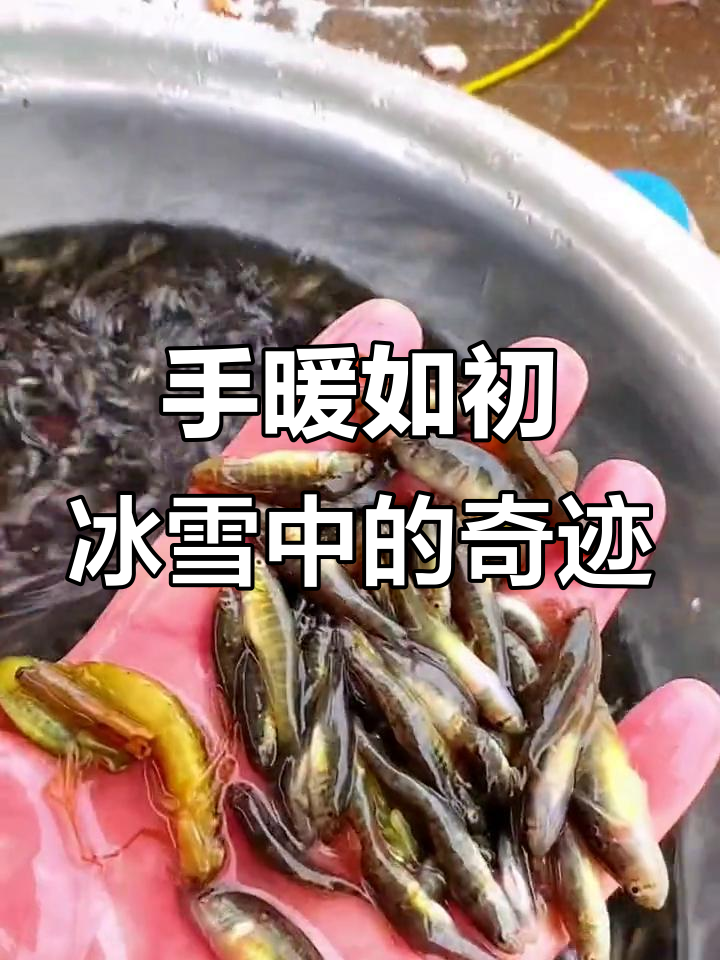 冷天手不凉？白洋淀山根鱼带来的惊喜