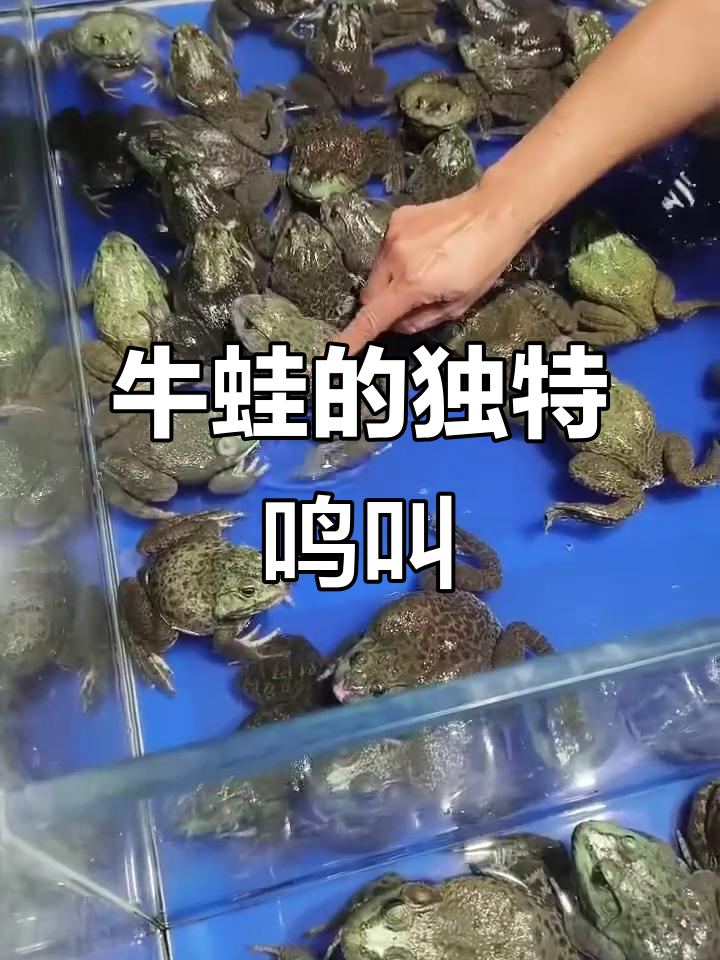 牛蛙叫声大比拼,敢挑战吗?