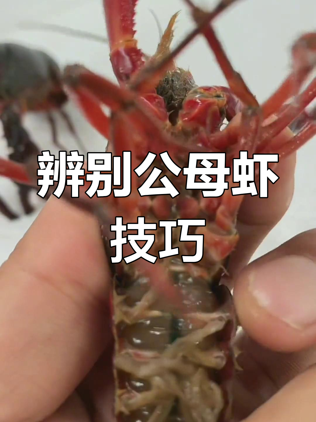 公母虾如何分辨？青红小龙虾大揭秘