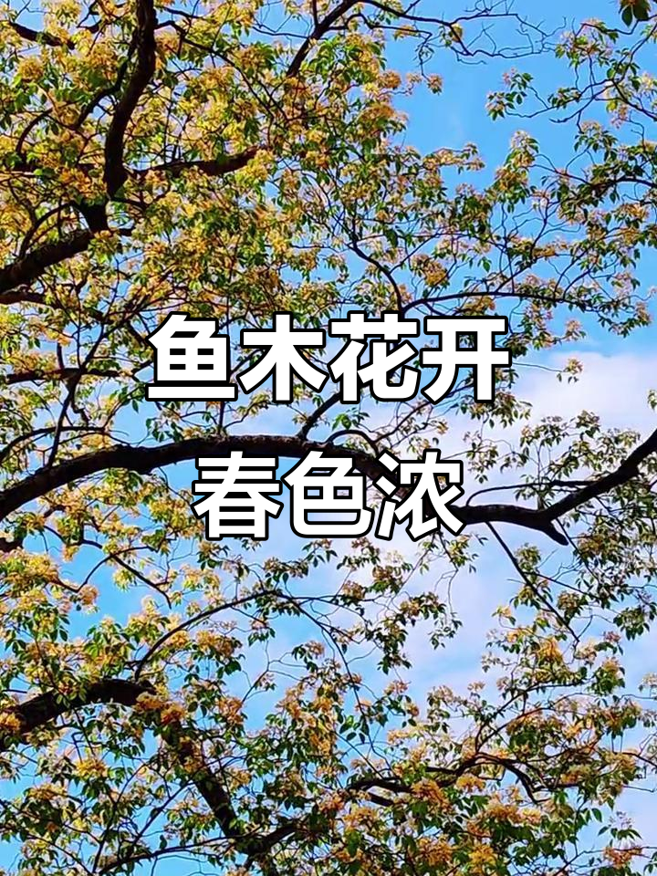 台山草平里鱼木花盛开,满树繁星如云锦般美丽