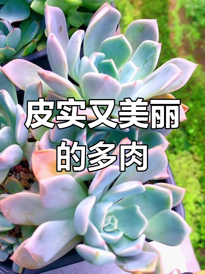 红粉佳人,颜值与耐性并存,新手必备的多肉植物