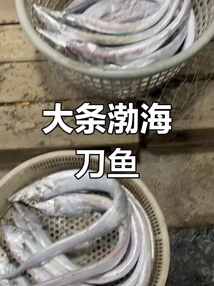 渤海湾大刀鱼,一斤到二斤超值美味!