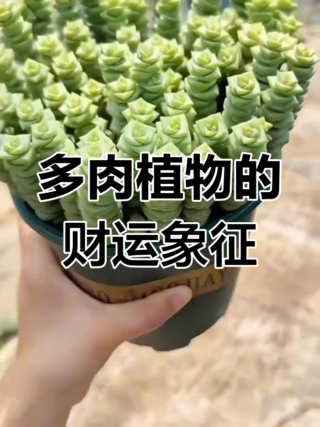 八种寓意深刻的多肉植物,家里养了几种?