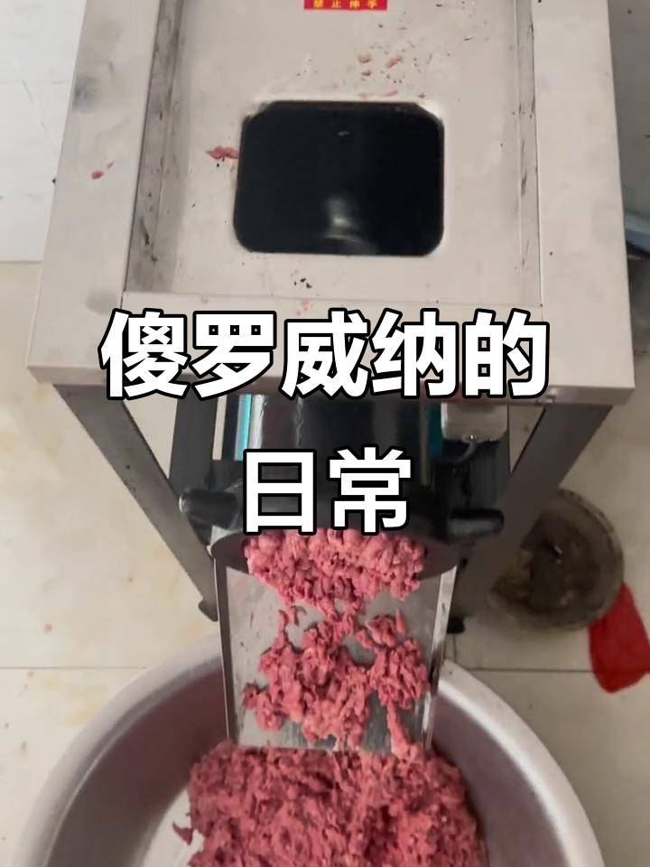 罗威纳犬的傻日常,喂狗鸡架泥让怀孕狗狗更健康
