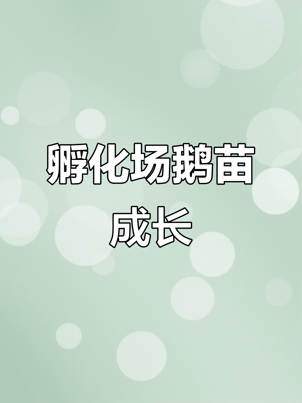 孵化场鹅苗脱温,家禽养殖新起点