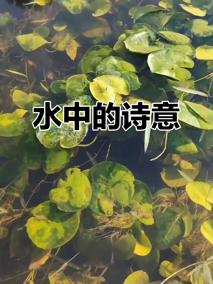 荇菜与水草,见证千年诗意的自然之美