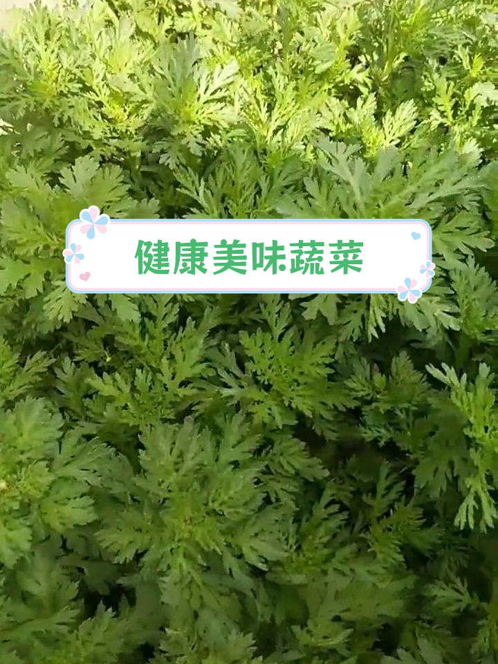 绿色蔬菜大集合,沙拉火锅都好吃