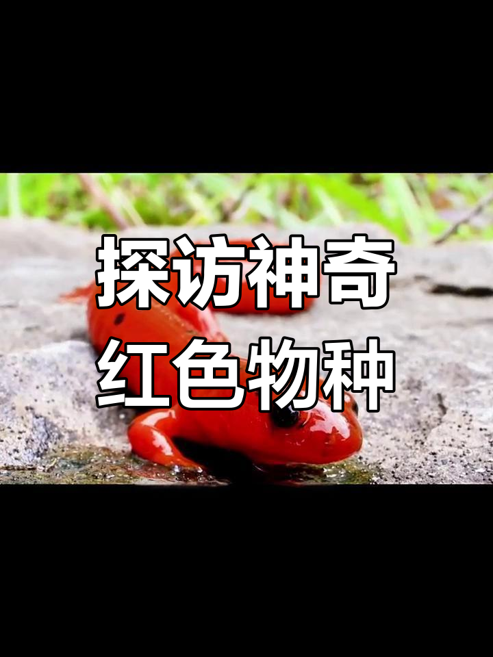 揭秘罕见红色动物：从魔鬼鱿鱼到毒蛙，每一种都震撼人心