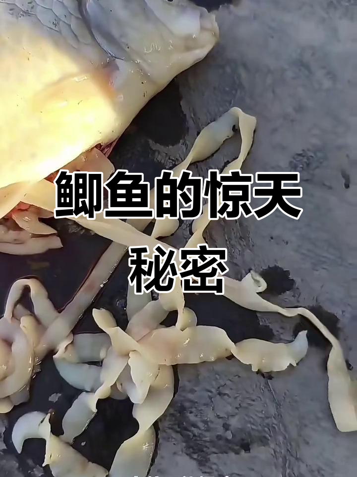 鲫鱼肚子里竟然藏着这么多面条,真相让人震惊