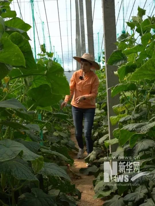 在寿光种大棚是种什么体验？来跟随主持人，沉浸式体验！从智能温控到采摘丰收，感受“中国蔬菜之