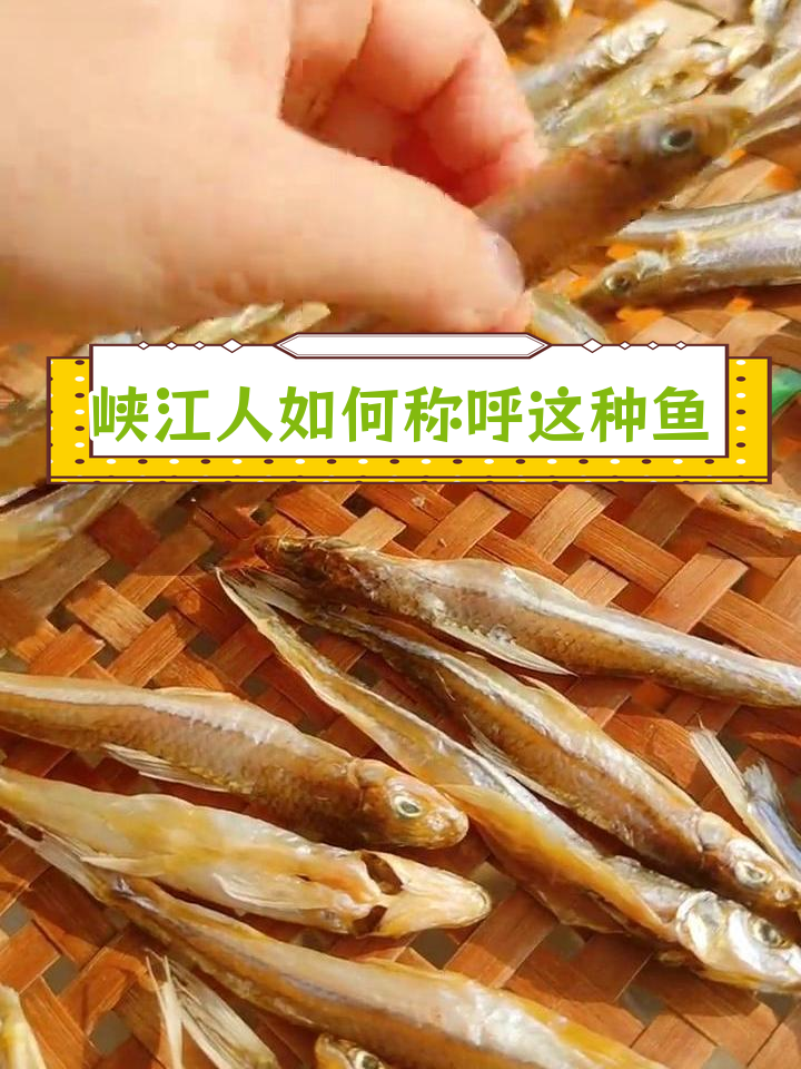 峡江话里的“沙哥子”与“棍子鱼”,你们怎么叫?
