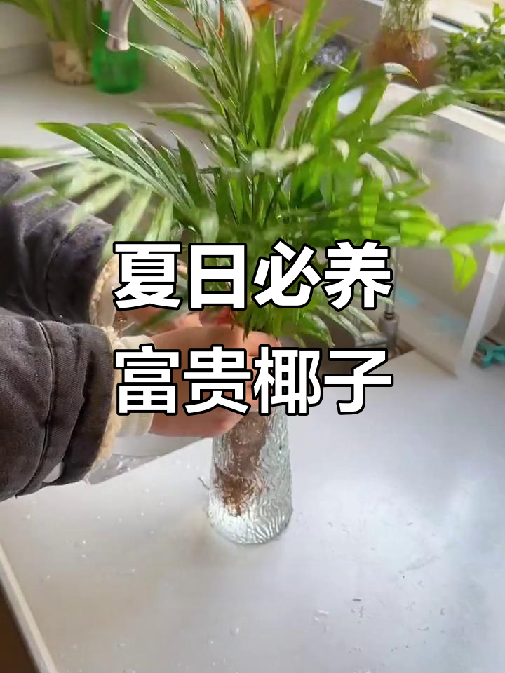 富贵椰子:夏季必备绿植,养护简单又美观