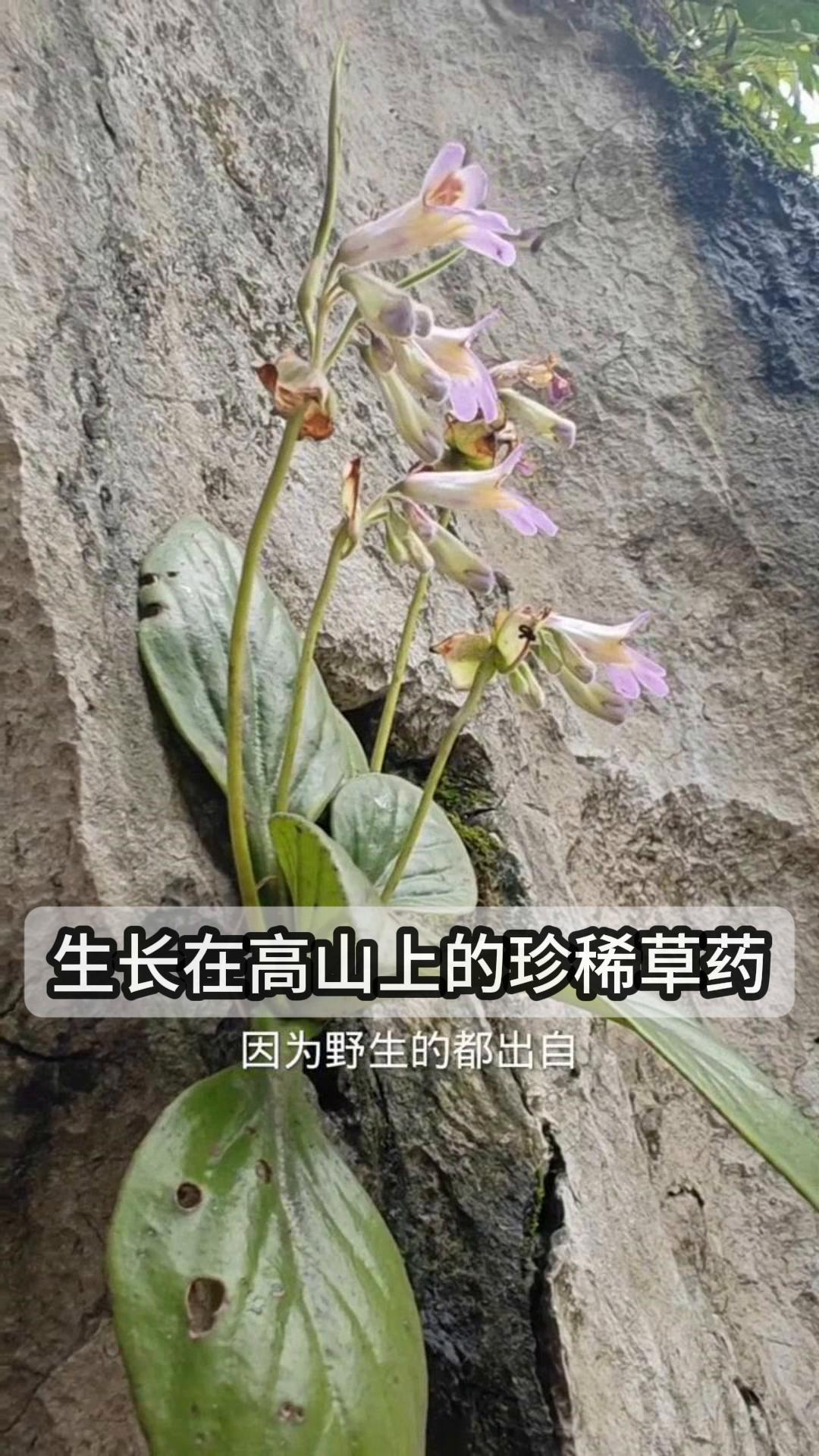 生长在高山上的珍稀草药
