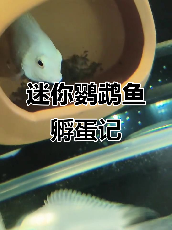 迷你鹦鹉鱼产卵孵化全过程,带你了解幼鱼的成长过程