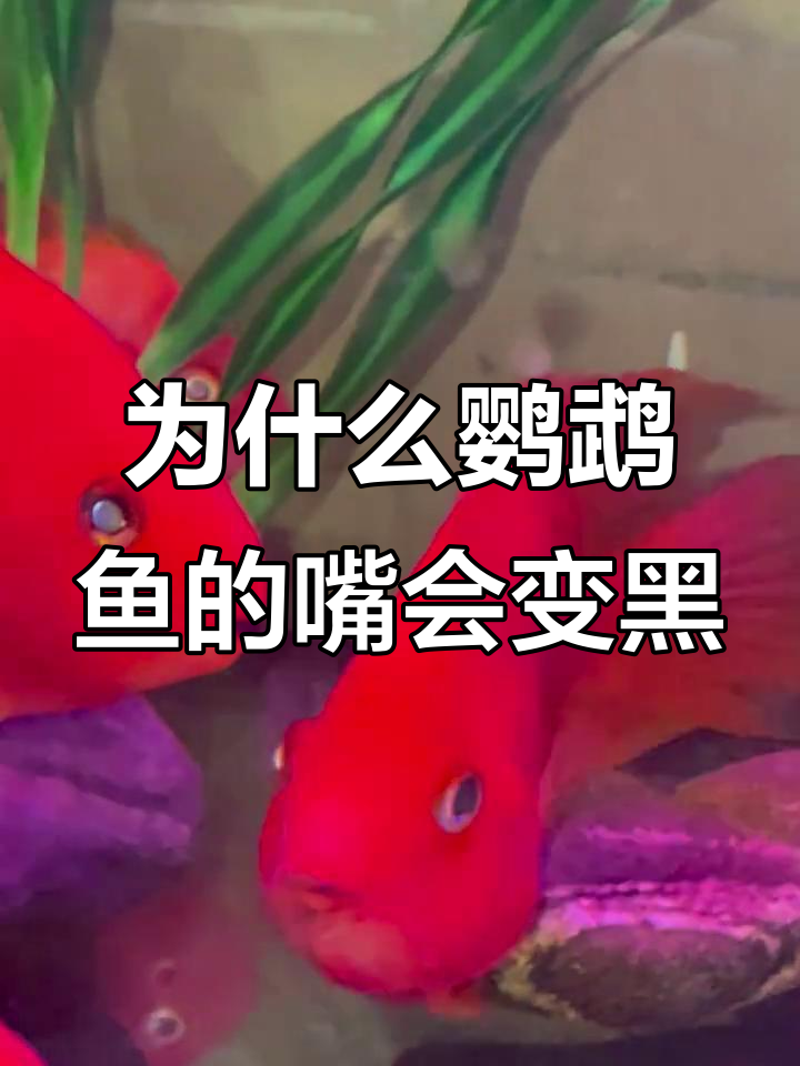 鹦鹉鱼嘴唇变黑的原因，竟与这些因素有关
