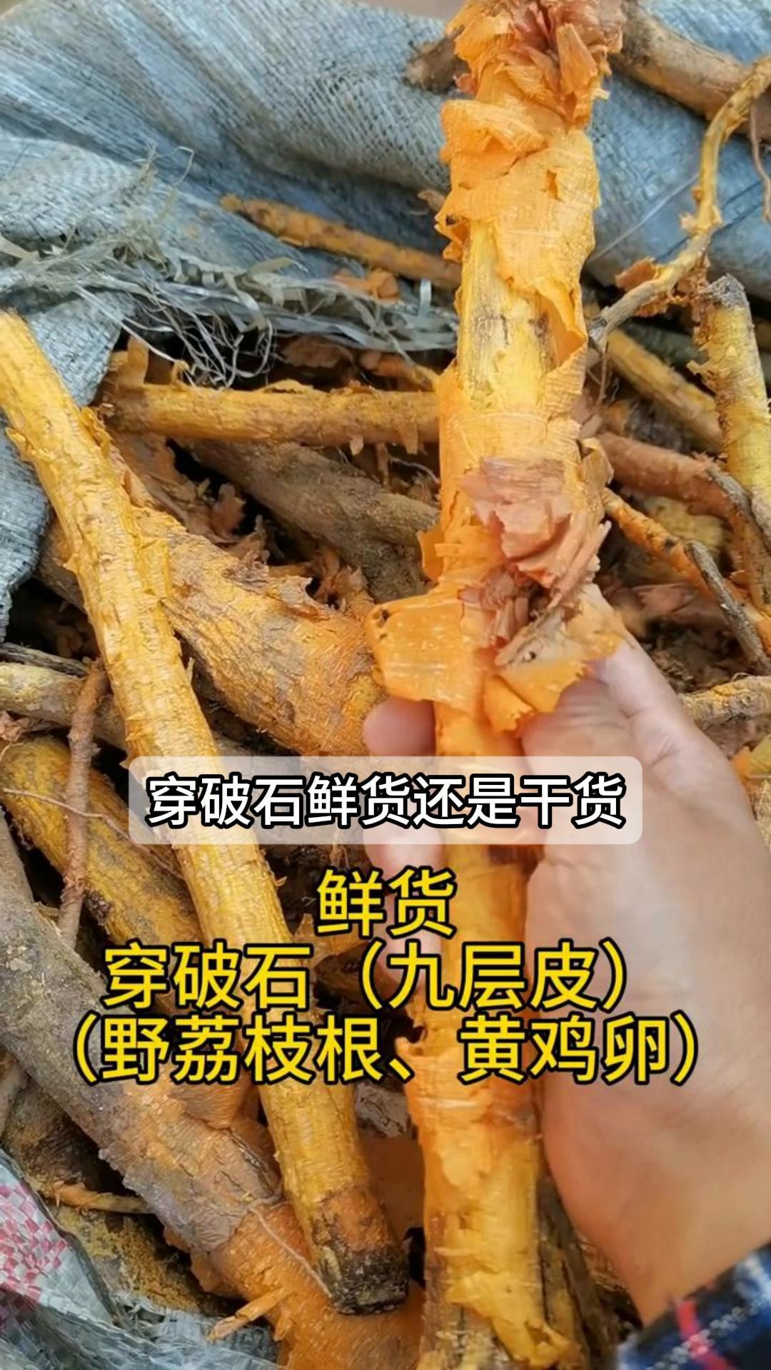 穿破石鲜货还是干货