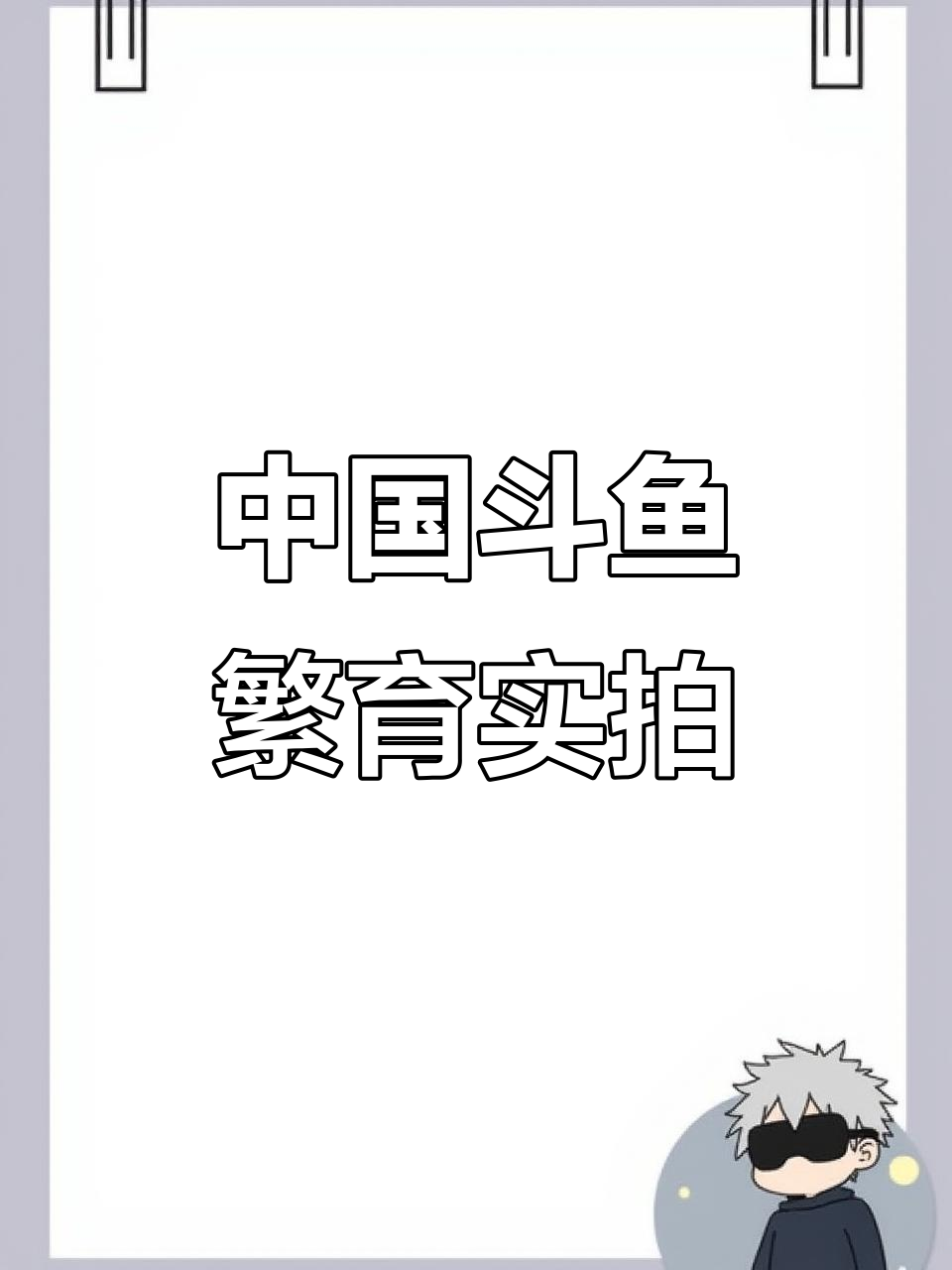 普叉斗鱼繁殖现场,水族技术大揭秘