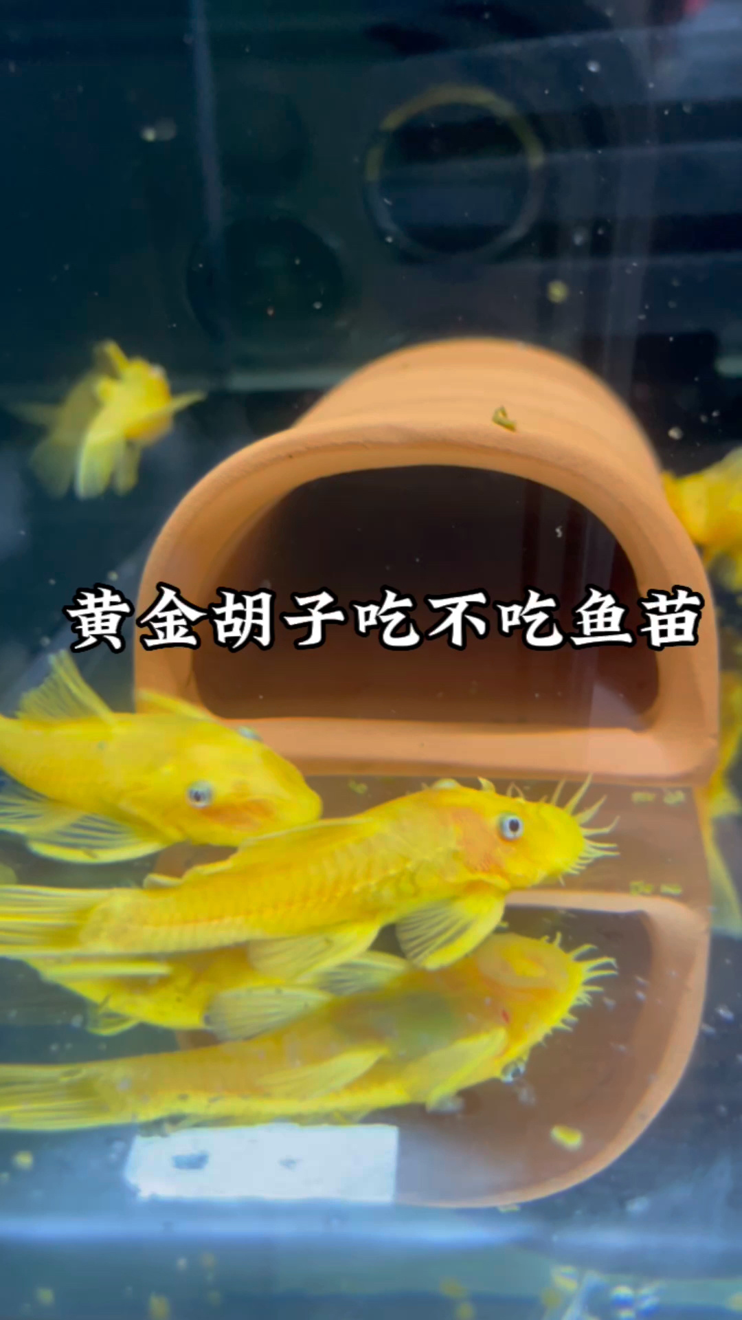 黄金胡子吃小鱼吗